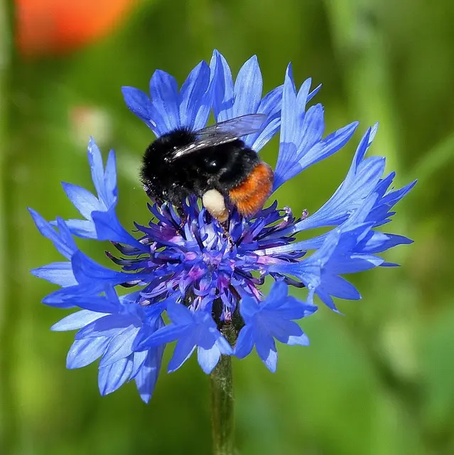 Eine Hummel auf einer Blüte | Foto: Ditmar Großkopf