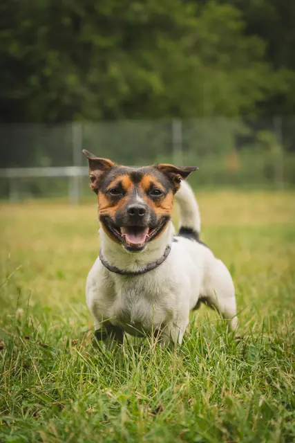 Louie ist ein freundlicher, aufgeschlossener und lebhafter Rüde, der sowohl Menschen als auch Artgenossen grundsätzlich positiv begegnet | Foto: Tierheim Buchholz