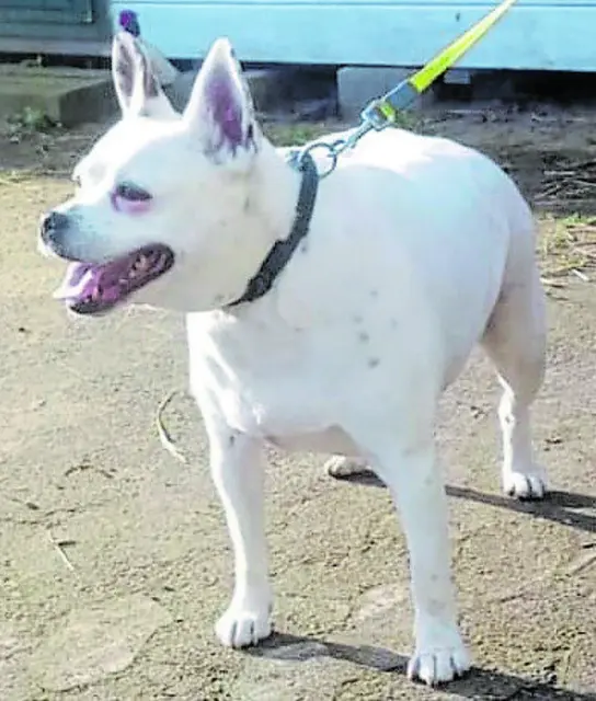 Rüde Milo braucht liebevolle Gesellschaft | Foto: Tierschutz Stade e.V.