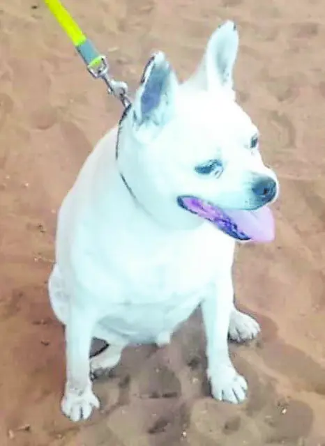 Foto: Tierschutz Stade e.V.