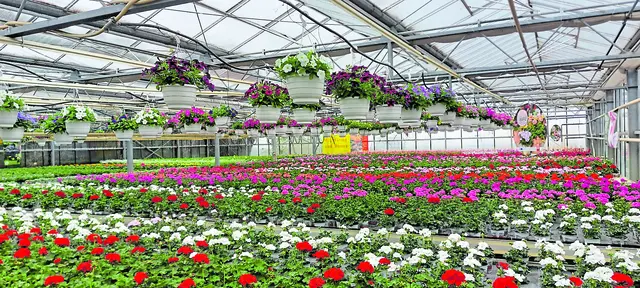 Diese Pflanzen von Weese sind ideal für alle Anpflanzorte. Ihre Qualität ist einzigartig | Foto: Weese