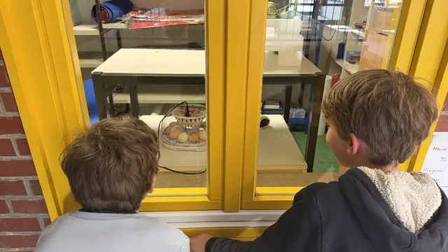 Neugierige Blicke: Die Schülerinnen und Schüler beobachten täglich, wie sich in den Eiern neues Leben entwickelt. | Foto: tml