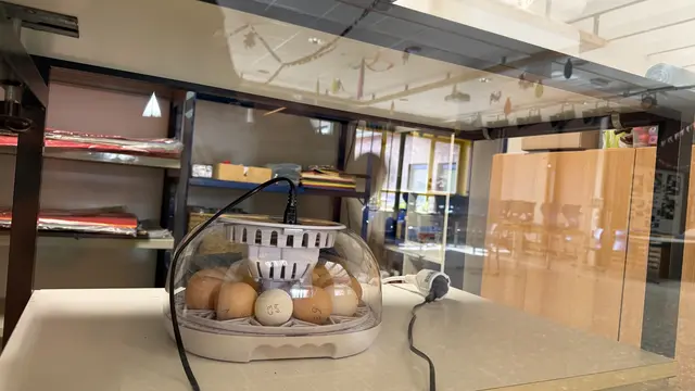 Mitten im Schulalltag: Die Brutmaschine steht geschützt hinter einer Scheibe in einem separaten Raum und wird von allen Klassen betreut. | Foto: tml