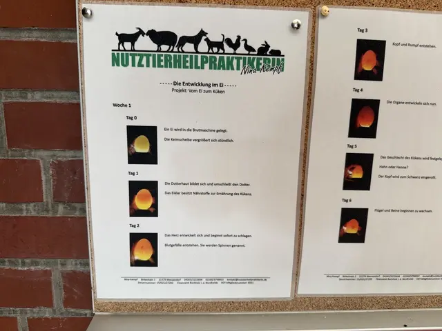 Schritt für Schritt erklärt: Tafeln zeigen den Kindern, wie sich ein Küken im Ei entwickelt | Foto: tml