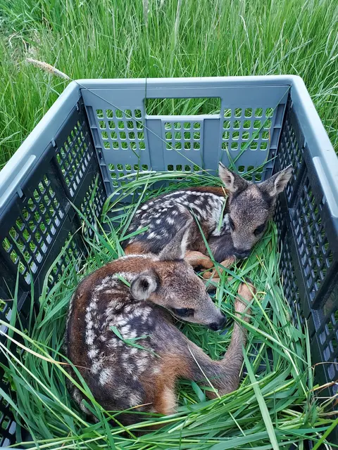 Vor der Mahd müssen Flächen gründlich abgesucht werden, um den Tod von Wildtieren zu vermeiden. Entscheidend ist eine gute Abstimmung zwischen Landwirtinnen und Landwirten und Jägerinnen und Jägern | Foto: Christina Heinzel / LWK Niedersachsen