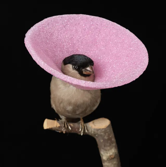 Künstlerin Sina Heffner zeigt, was passieren kann, wenn Tiere, Menschen und Natur um Raum ringen | Foto: Sina Heffner