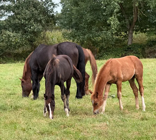 Die Pferde kommen jetzt wieder auf die Weide | Foto: Karen Rohleder/LK Stade