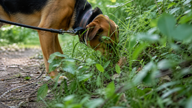 Hund schnuppert im Gras (Symbolbild) | Foto: KI generiert