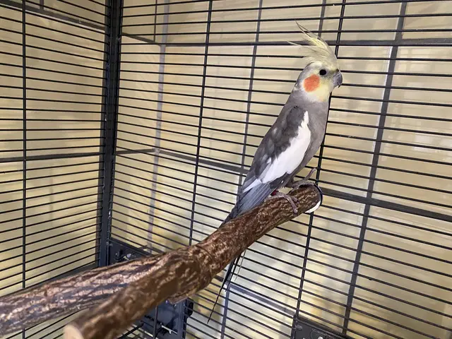 Vermisst jemand Nymphensittich "Loki"? Oder kann ihm nach der Fundfrist ein neues Zuhause bieten? | Foto: Tierheim Buchholz