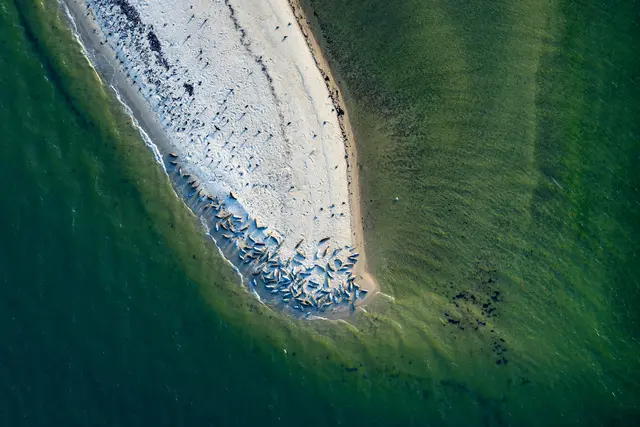 Martin Elsen hat die Robben am Stand aus einem besonderen Blickwinkel eingefangen | Foto: Martin Elsen