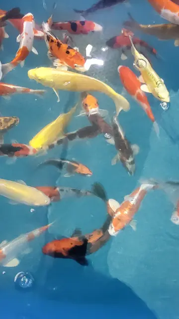 Kois in allen Farben