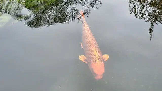 Ein großer Koi