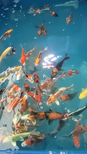Junge und neugierige Kois in beleuchteten Fischbecken
