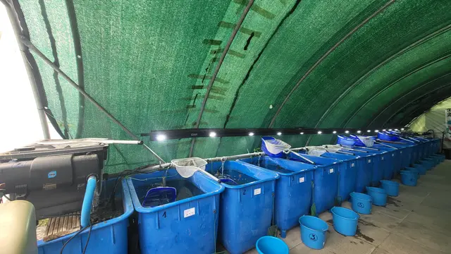 Beleuchtete Fischbecken