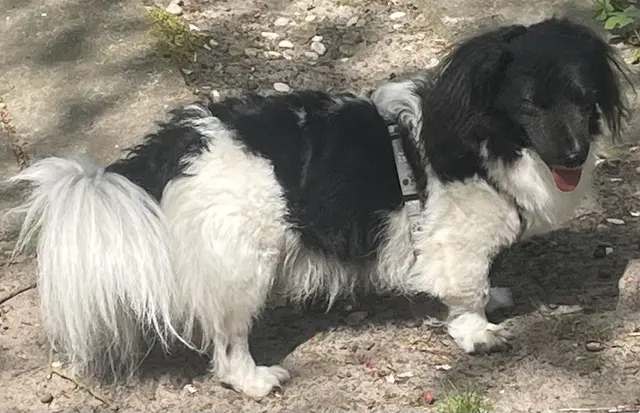Milo sucht eine neue Familie | Foto: Tierschutz Stade e.V.