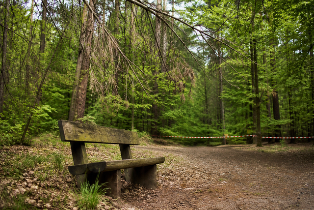 Wer sich auf einer Bank im Wald niederlässt, kann auf die Sicherheit des Sitzplatzes vertrauen | Foto: KI-generiert