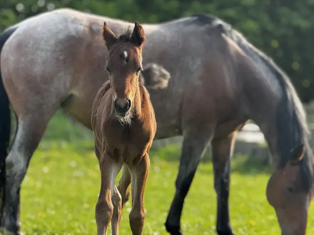 Nanno mit seiner Mutter Feliz auf der Weide  | Foto: sc
