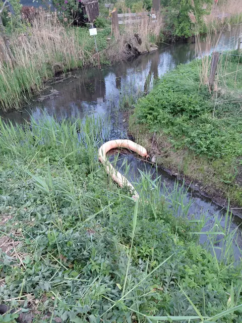Ölschlingel im Ashausener Mühlengraben | Foto: FF Stelle