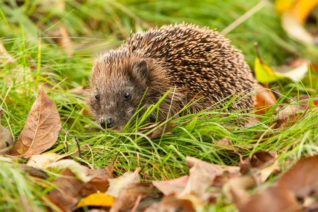 Igel sind immer seltener in heimischen Gärten zu sehen und
sind seit 2024 als „potenziell gefährdet“ auf der Roten Liste
eingestuft | Foto: Wildpark/Thomas