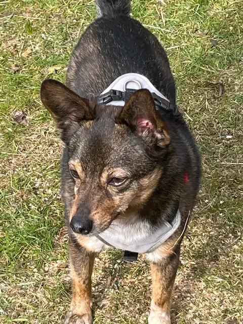 Olo ist ein friedlicher Hund | Foto: Tierschutz Stade