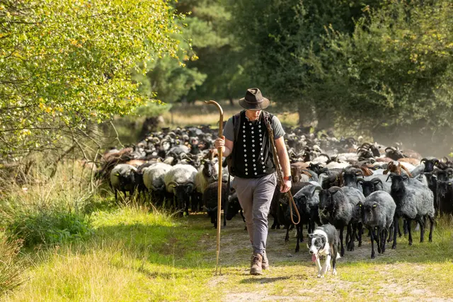 Den Heidschnucken ganz nahekommen und den Schäfer kennenlernen – das ist am Tag des Wanderns möglich | Foto: Lüneburger Heide GmbH Harburg