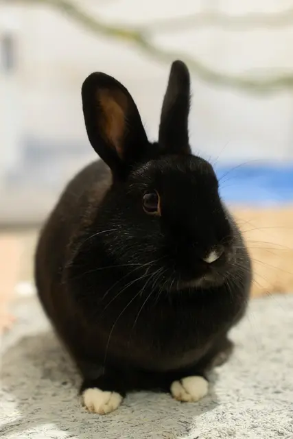 Die lebhafte und neugierige Kaninchendame Bella ist bereit für ein neues Zuhause | Foto: Tierheim Buchholz