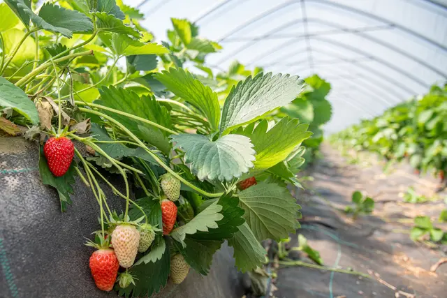 Unabhängiger von Witterungseinflüssen: Im Folientunnel eines Anbaubetriebes in der Region Hannover wachsen Erdbeeren heran | Foto: Ehrecke/Landwirtschaftskammer Niedersachsen