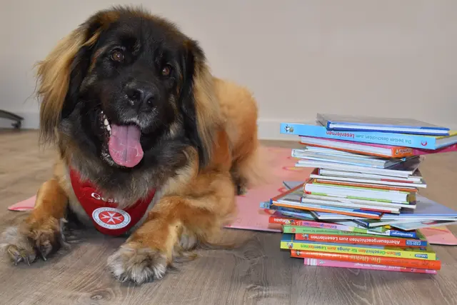 Lesehund Gesine unterstützt gemeinsam mit Projektleiterin Harmine Dörflein Kinder dabei, spielerisch ihre Lesefähigkeiten zu verbessern – ganz ohne Druck, aber mit viel Geduld und Freude | Foto: Johanniter Buchholz