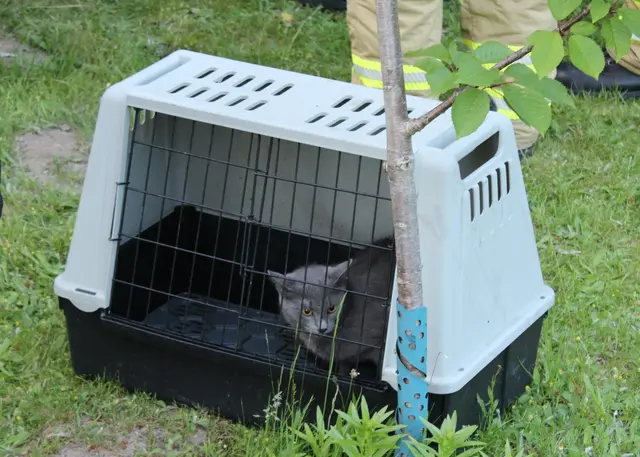 Eine der geretteten Katzen | Foto: Stefan Braun / Feuerwehr