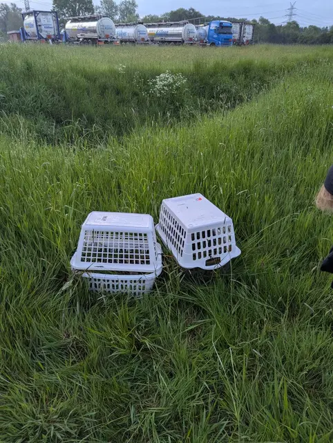 In solchen Körben werden die Kitze sichergesellt | Foto: Carola Hadler