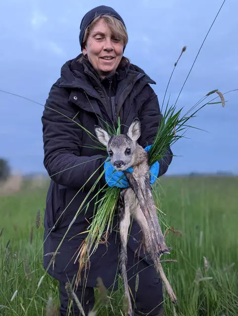 Carola Hadler trägt Einmalhandschuhe und nutzt Gras, damit das Kitz keinen menschlichen Geruch annimmt | Foto: Mandina Fähse 