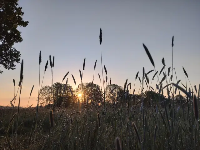 Die Wiese in der Morgendämmerung | Foto: Carola Hadler