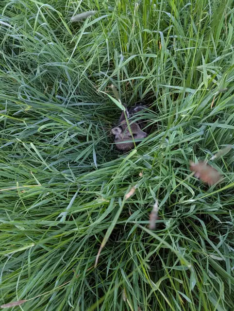 Die Kitze sind im Gras kaum zu erkennen | Foto: Carola Hadler