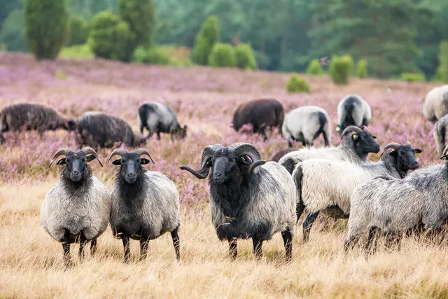 Die Graue Gehörnte Heidschnucke ist ein Symboltier für die Lüneburger Heide und trägt als Landschaftspflegerin wesentlich zum Erhalt der Kulturlandschaft bei. | Foto: Wildpark/Thomas Ix