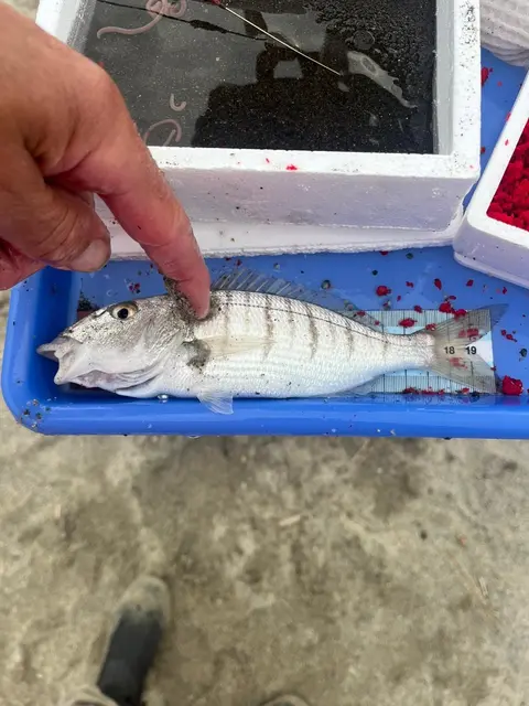Fisch messen während des Wettkampfs | Foto: Petra Wolf