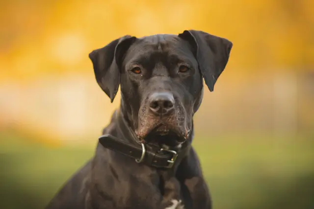 Nischa sucht ein liebevolles Zuhause | Foto: Tierheim Buchholz