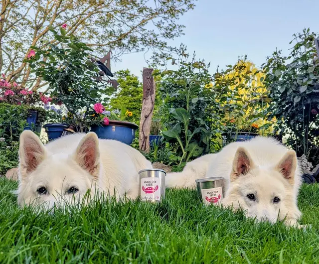 (v.li) Herkules und Cerberus mit den Spendendosen | Foto: Gabriele Staatz-Duckert