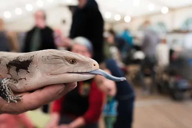 Ein Blauzungenskink gehört zu den tierischen Stars der Reptilien-Ausstellung | Foto: Wildpark Schwarze Berge