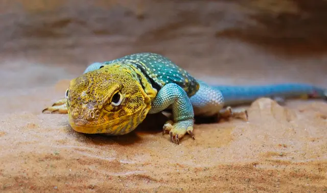 In der Ausstellung gibt es eine wunderschöne Farbvielfalt zu bestaunen | Foto: Wildpark Schwarze Berge