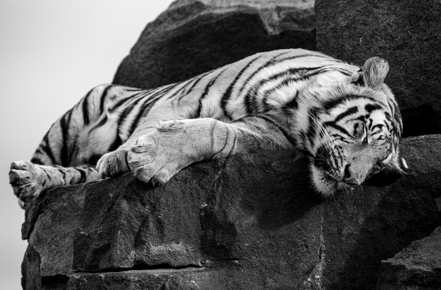 Incredible sleeping place - unglaublicher Schlafplatz | Foto: Olli Elf