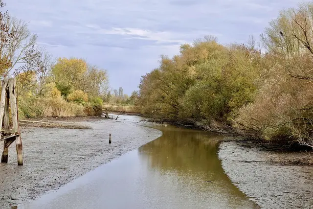Die Binnenelbe verschlickt: Vom einst großen Wasserraum ist nur noch ein Teil geblieben | Foto: Bernd Sänger