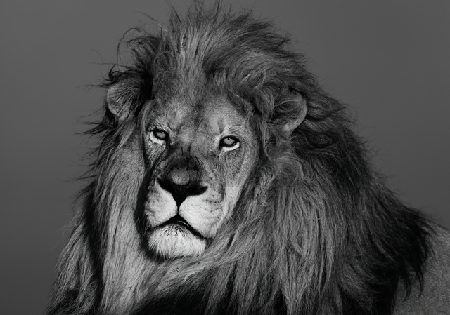 King Smokey  | Foto: Olli Elf