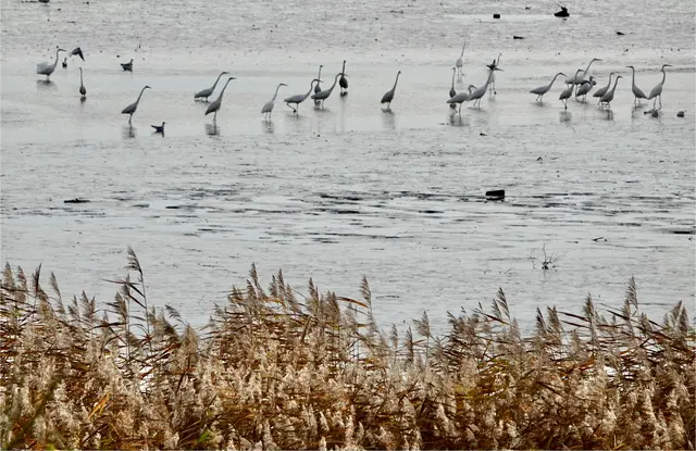 Teil des Schutzgebiets „Elbe und Inseln“: Die Borsteler Binnenelbe | Foto: Bernd Sänger