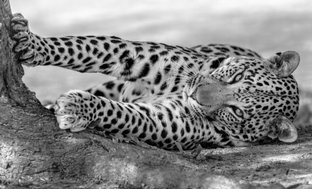 Leopard - MPANDU  | Foto: Olli Elf
