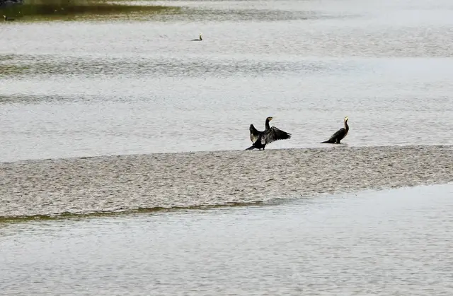 Die Borsteler Binnenelbe: Wichtiger Rückzugsort für seltene Fisch- und Vogelarten | Foto: Bernd Sänger