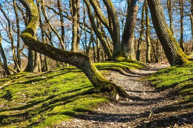 Foto: https://pixabay.com/de/photos/wald-wandern-waldweg-wanderweg-weg-682003/ 