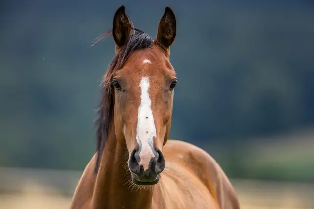 Der Reitverein Südkehdingen lädt zum Voltigierturnier ein | Foto: Klaus Haase/ Adobe Stock