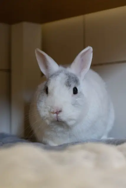 Lars ist ruhig und freundlich und hofft auf ein schönes Zuhause mit Artgenossen | Foto: Tierheim Buchholz