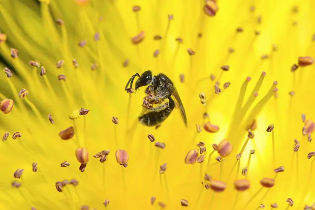 Wildbienen sorgen auch für den Erhalt heimischer Wildpflanzen | Foto: NABU/CEWE/Walter Fiechtner