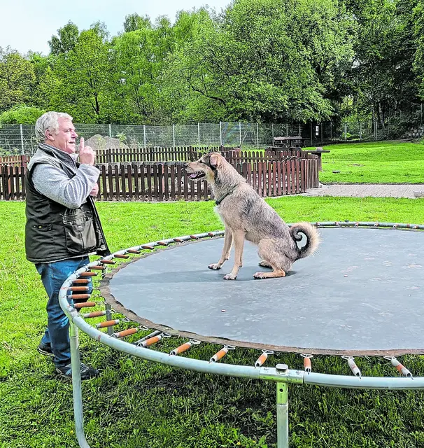 Aufmerksam beobachtet Lupin die Bewegungen des Hundeexperten Uwe Schutt | Foto: Tierheim